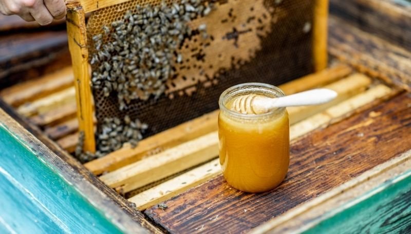 extracting honey from a frame of a wooden Golden hive