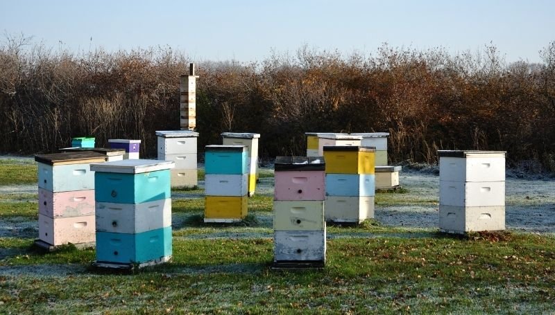 multiple colorful Langstroth Hives on an empty plot