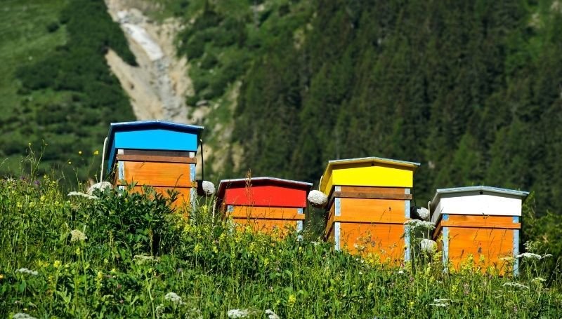 four colorful Warre hives on a hill
