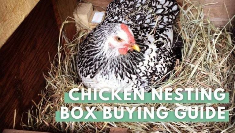 gray chicken in box