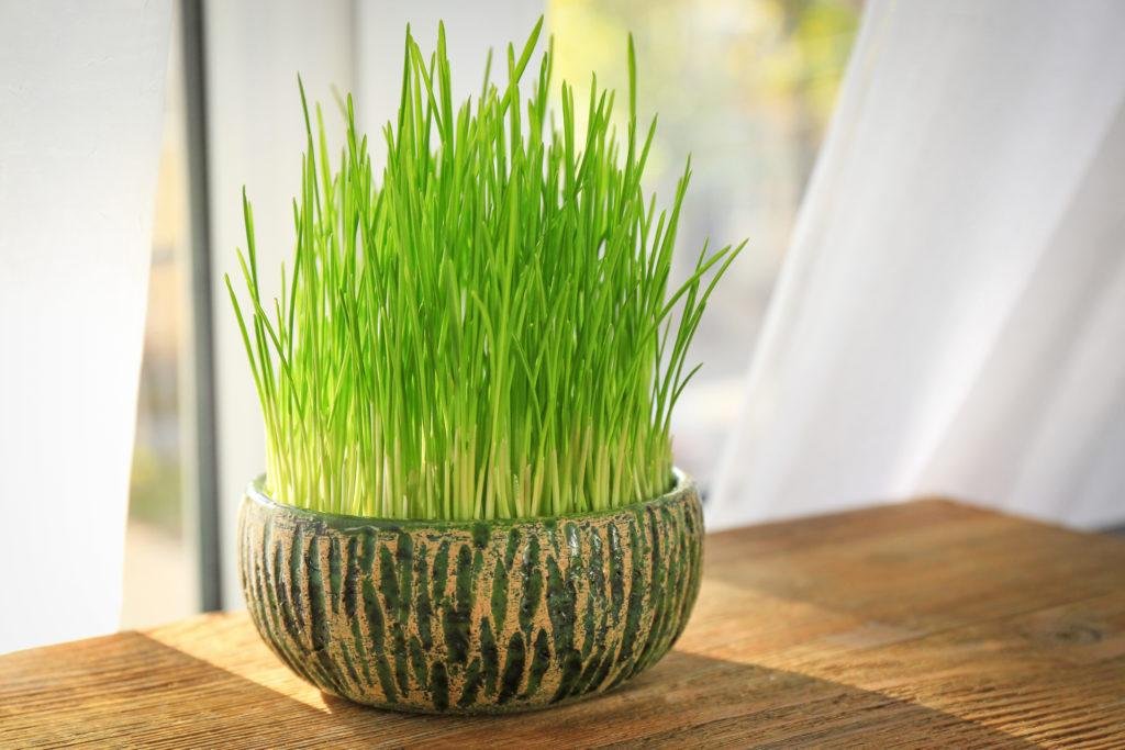 Pot with wheat grass on table near window