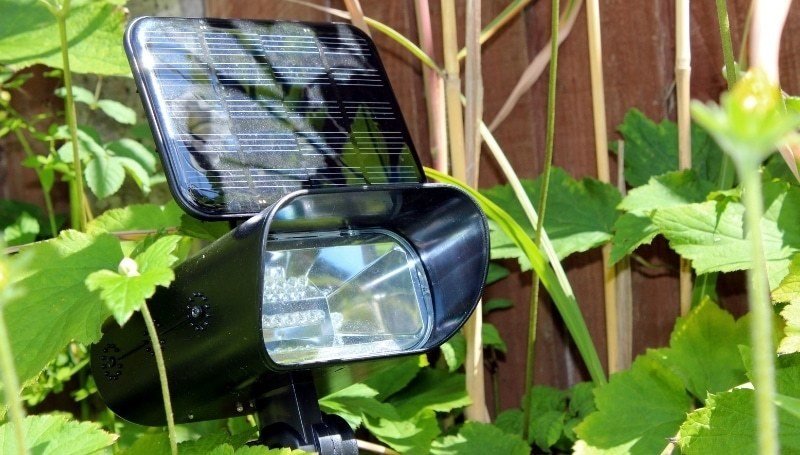 one spotlight-type solar outdoor light hidden behind vines