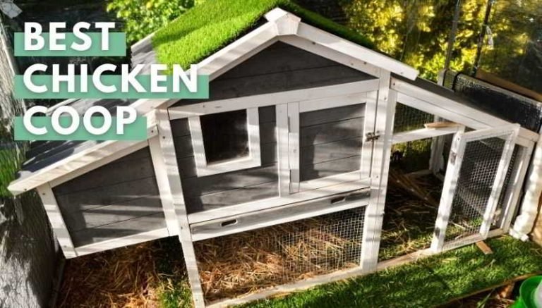 Best Chicken Coop: A Buying Guide
