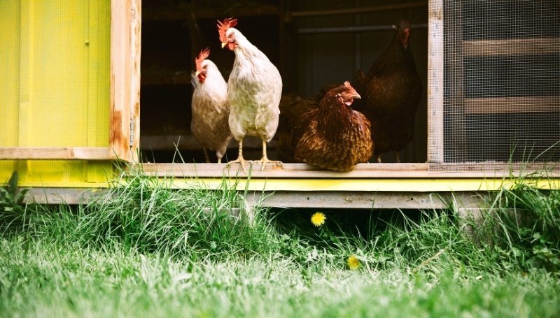 healthy free-range chickens inside a coop