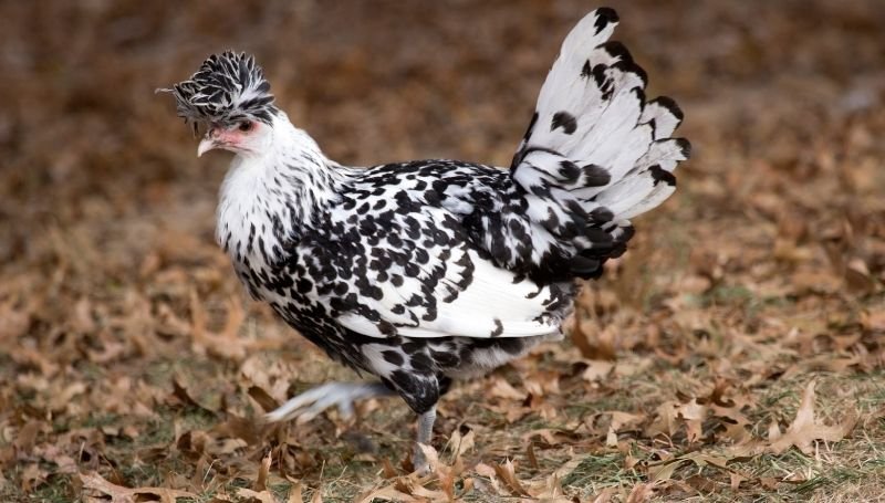 sideview of a black and white Appenzeller bantam chicken walking on grass with dried fallen leaves
