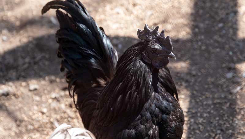 a zoomed in front view of an Ayam Cemani chicken 