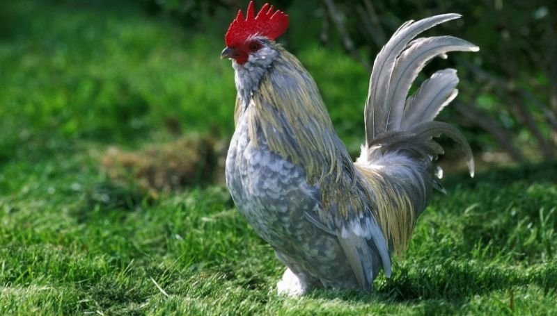 a grey Belgian Bearded D’Uccle chicken standing on grass
