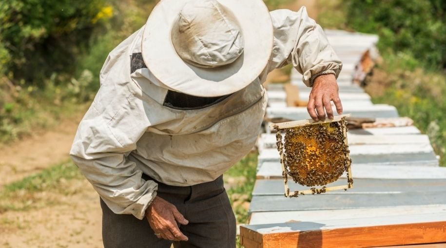 a man wearing a beekeeping jacket while checking a small frame with honey bees