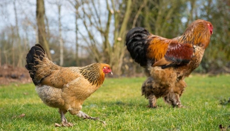 a couple of free-range Brahmas, one of the friendliest chicken breeds, walking on grass