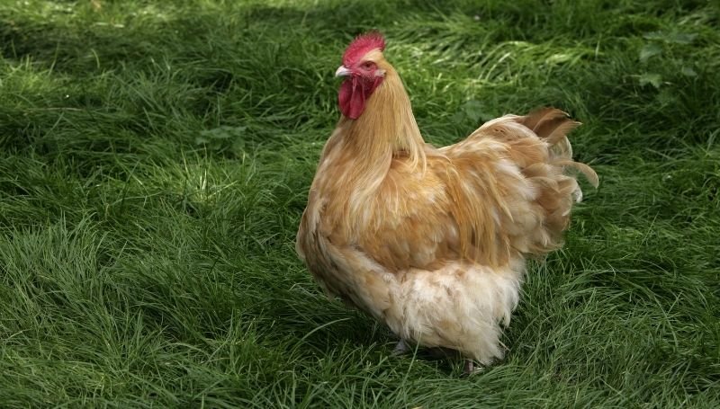 a Buff Orpington, one of the friendliest chicken breeds, standing on grass