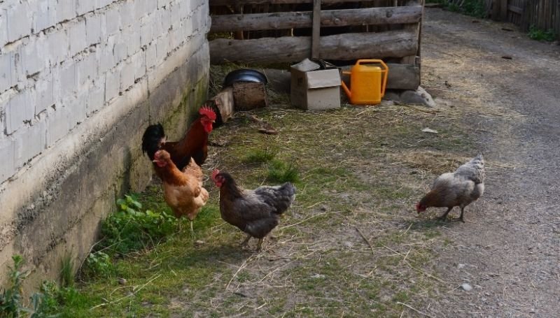 four chickens cornered against a bricked wall