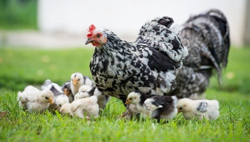 a black and white hen with its chicks foraging on the grass