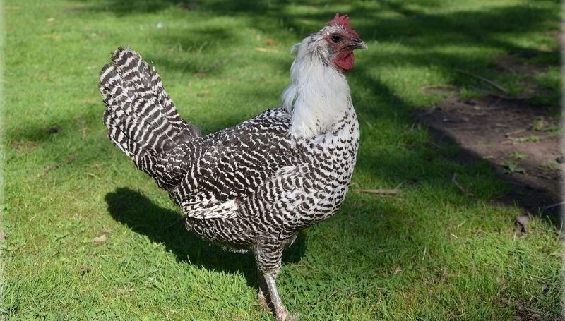 a Deathlayer chicken standing on the grass