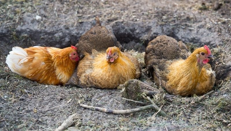 three chickens dust bathing