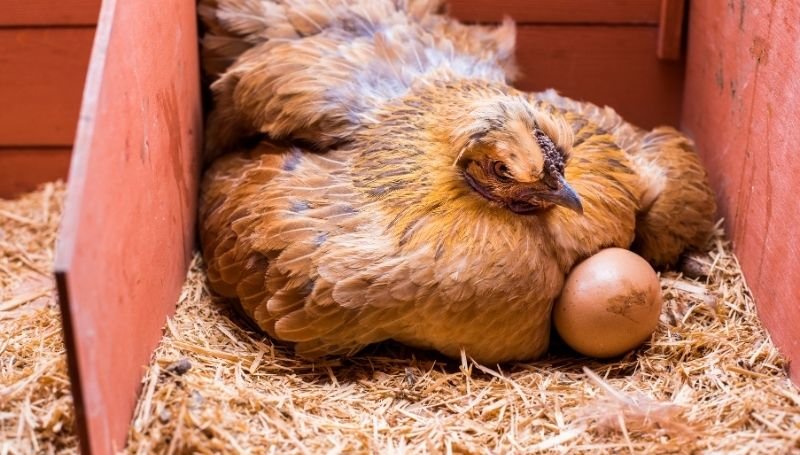 a brown hen brooding in a nest box with a medium-sized brown egg on the side