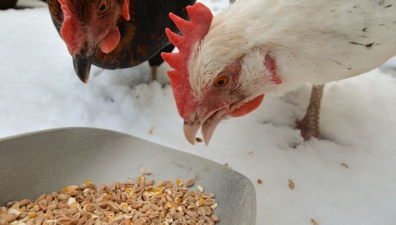 two chickens eating dry corn from a bowl in the snow