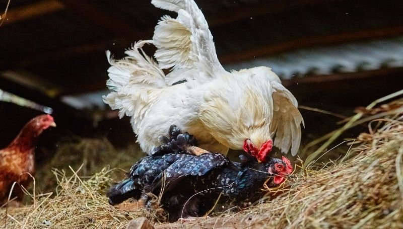 a hen and a rooster mating in a free-range setting
