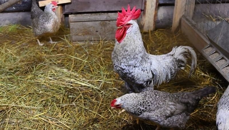 a rooster and hens in a chicken coop with hay as bedding