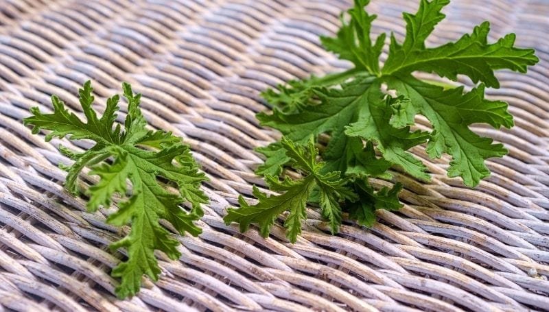 coriander or cilantro leaves on a woven wood surface