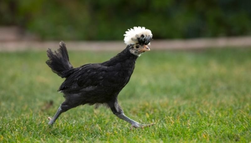 a black chicken running on the grass