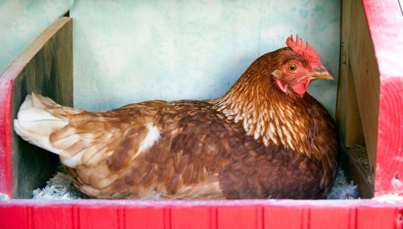 an ISA brown hen brooding in a red wooden nest box
