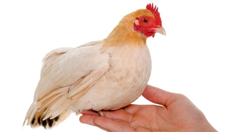a light brown Japanese bantam chicken standing on a person's right hand