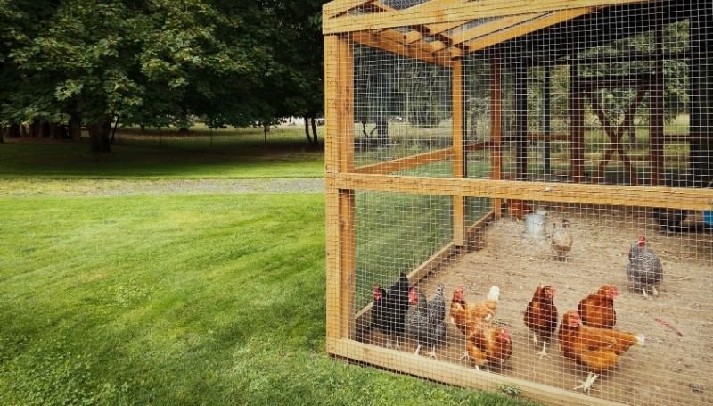 a flock of multi-colored chickens in a walk-in chicken coop with sand flooring in a spacious well-kept land