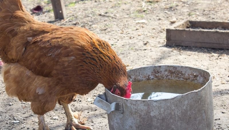 a brown chicken drinking water from a steel container