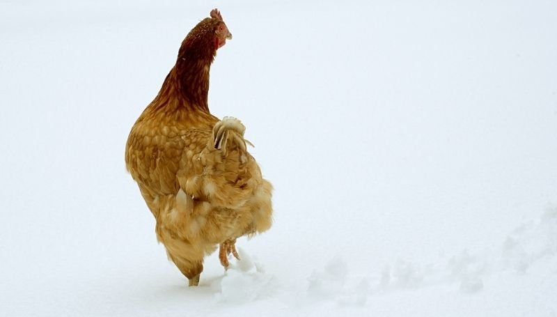 a brown chicken walking on snow