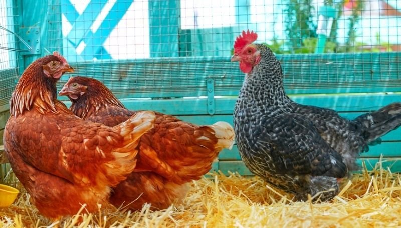 three hens in a wire cage with hay bedding