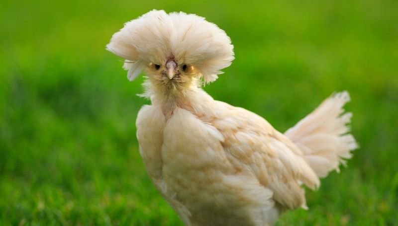 front view of a white Polish, one of the friendliest chicken breeds, with grass as its background