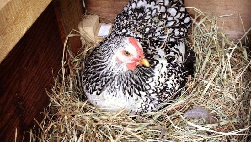 a hen in a nest box with hay bedding