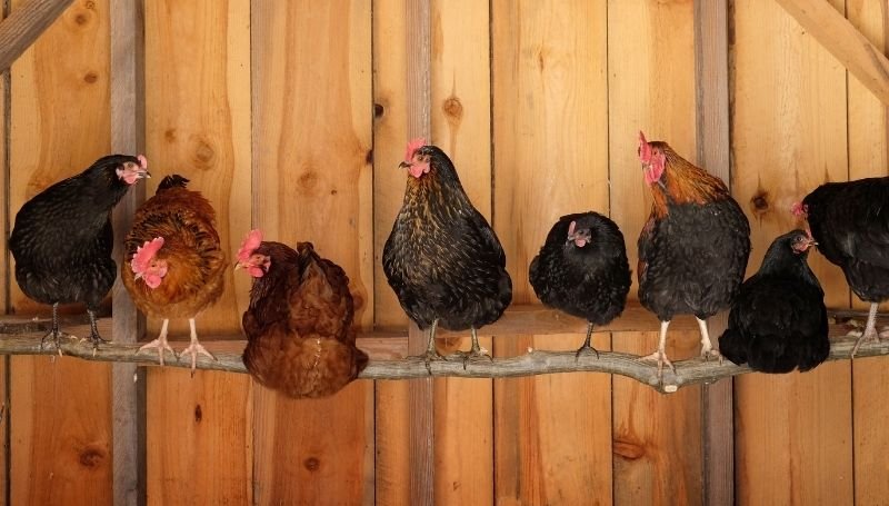 eight chickens standing and sitting on a roost inside a wooden coop