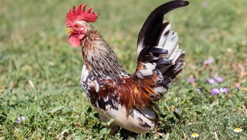 sideview of a Serama bantam chicken standing on grass