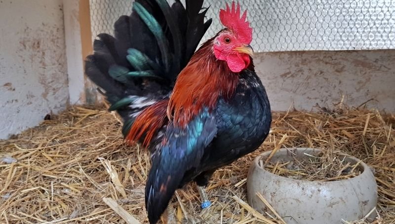 a Cerama rooster in a coop filled with hay