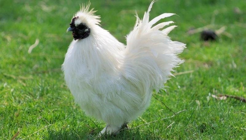 sideview of a small fluffy white Silkie chicken walking on grass