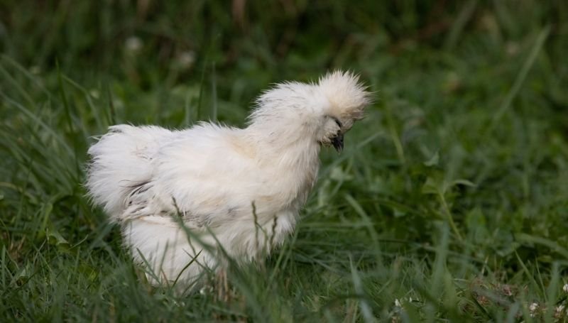 a white Silkie, one of the friendliest chicken breeds, foraging on the grass
