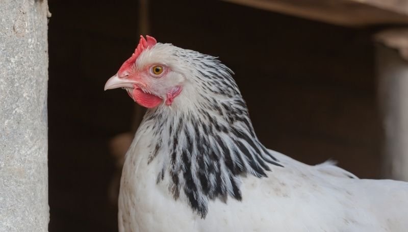 sideview of a white Sussex chicken