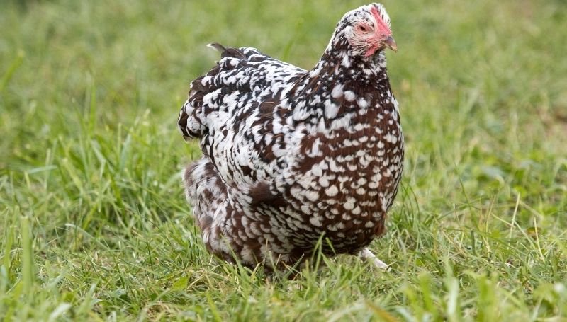 a Speckled Sussex, one of the friendliest chicken breeds, walking on grass