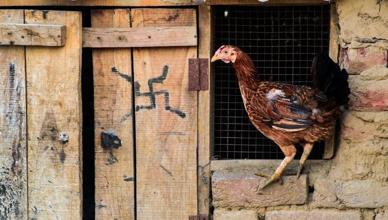 a chicken standing on a windowsill of a brick-made hen house