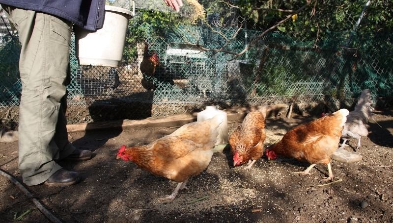 chickens eating feed from the ground as a man is pouring more