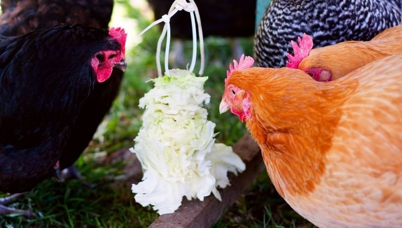 a flock of chicken eating cabbage hanged using white cable ties
