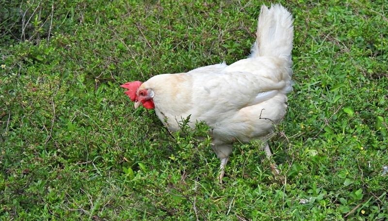 a white leghorn chicken, one of the friendliest chicken breeds, foraging for food