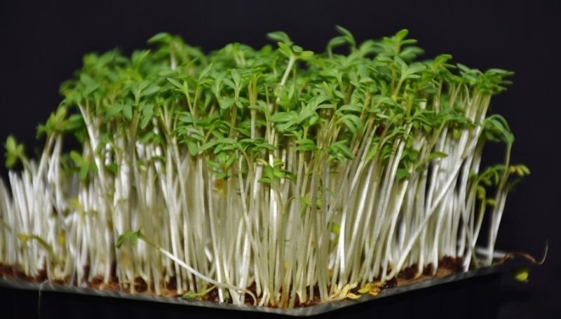 microgreens growing indoor in a black container