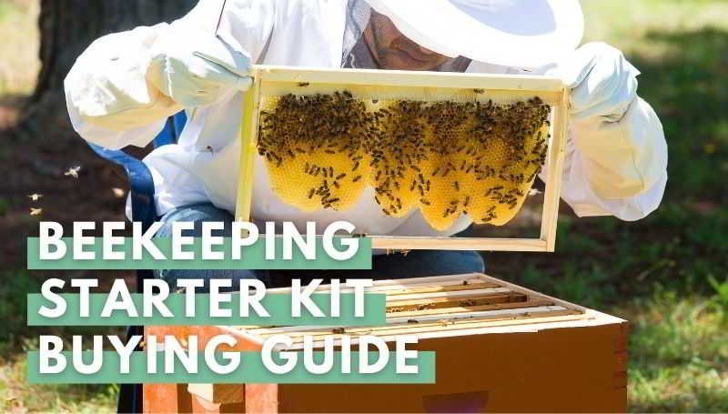 Beekeeping Starter Kit Buying Guide