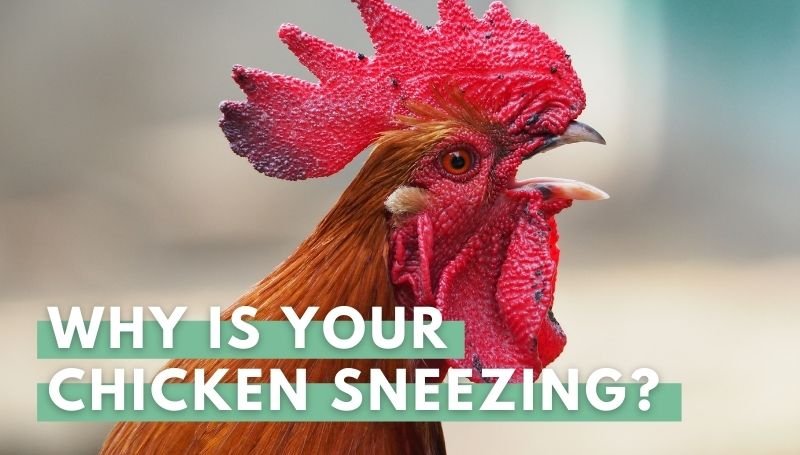 why is your chicken sneezing