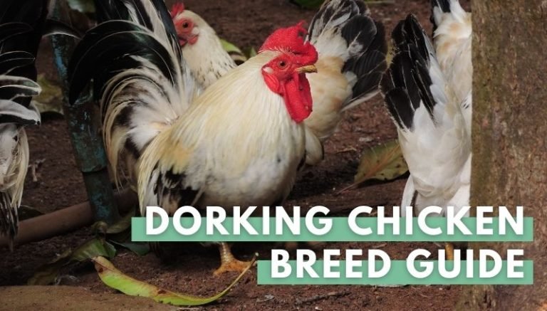 dorking chicken breed
