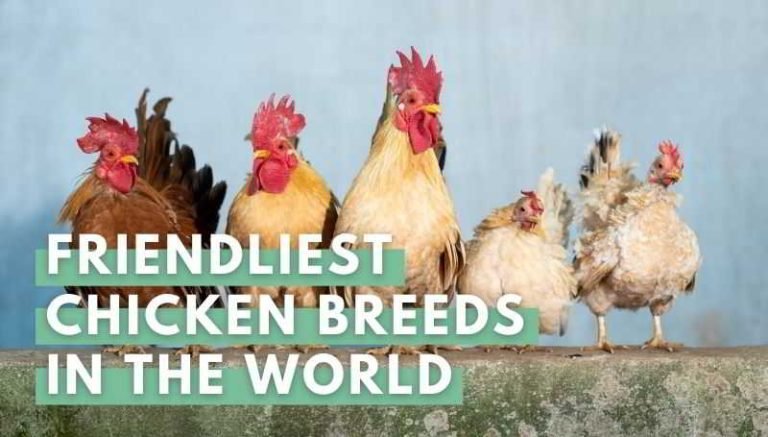 Friendliest Chicken Breeds in the World