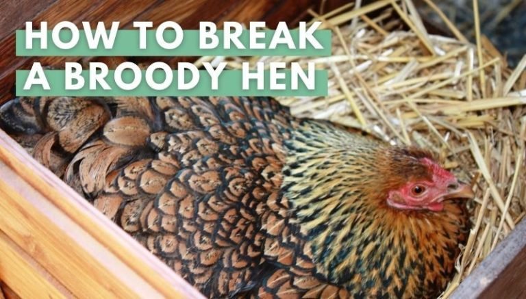 how to breack a broody hen
