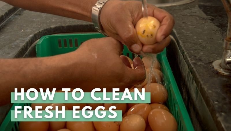 How To Clean And Store Fresh Chicken Eggs - Eco Peanut